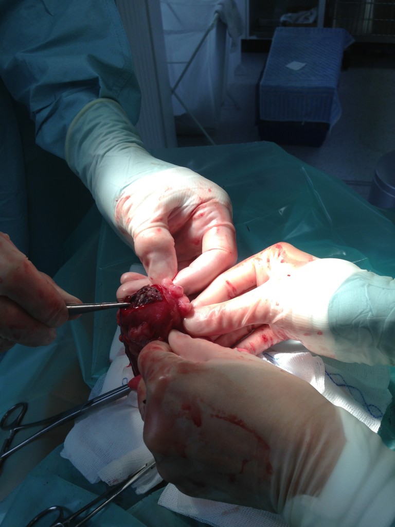 Chirurgie Tierarztpraxis am Mittelpunkt